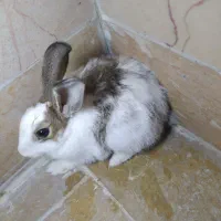 یک عدد خرگوش زرنگ ماده