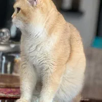 بریتیش ny12خاص(( جفت گیری))