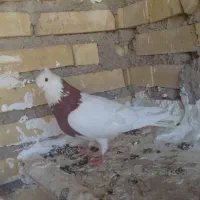 ماده طوقی