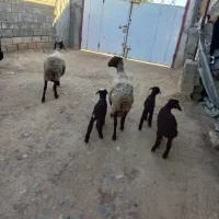 میش بره