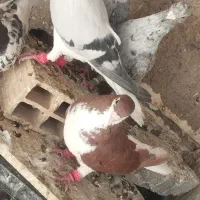 ساده سرخ و ساده سبز ،هوایی