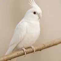 عروس هلندی سفید گم شده