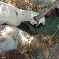 شکم خالی زنده در پایتخت