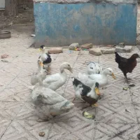 اردک
