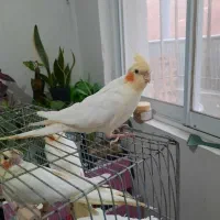 طوطی عروس لوتینیو