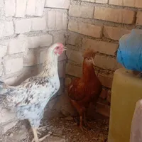 جوجه مرغ تشنک|حیوانات مزرعه|جوادآباد, |دیوار