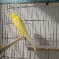 قناری رسمی بلند