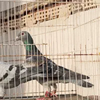کفتر سبز نر و ماده.دانه 250