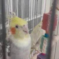 یک جفت عروس مولد روی تخم ویک جفت سخنگو