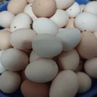 تخم مرغ محلی نطفه دار