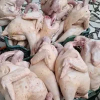 مرغ وخروس واردک محلی
