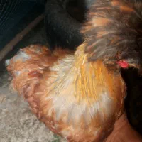 مرغ خروس سلطانی