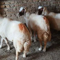 دو عدد گوسفند نر برای قربان