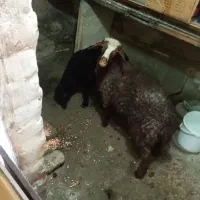 بره نر گوشتی و نژاد دار