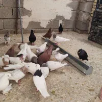 کبوتر