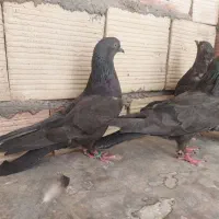 کبوتر اصفهانی