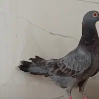 ۵عدد کبوتر نر دست اولی