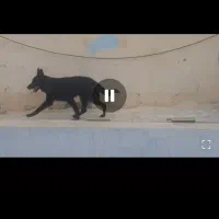 فروش سگ ژ رمن