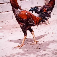 خروس|حیوانات مزرعه|میناب, |دیوار