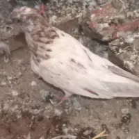 کبوتر طوقی
