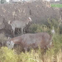 فروشی