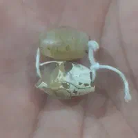 ۱۸ تا مهره زیر خاکی
