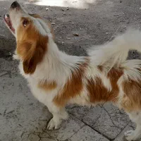 سگ نژاد دار وتمیز