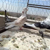 کفتر پرشی همه غریب