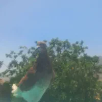 فوری فروش کبوتر ۲ عدد