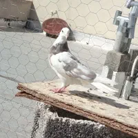 جوجه کفتر هما پرشی درجه یک