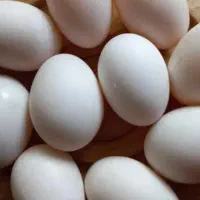فروش تخم اردک