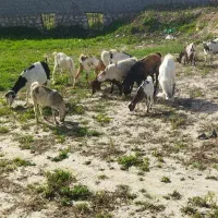 بزوکهره  دورگه