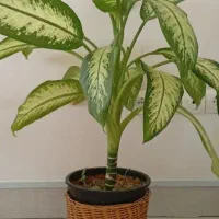 گل دیفن|گل و گیاه طبیعی|سنندج, |دیوار