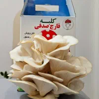 کلبه قارچ صدفی