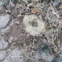 شلغم|عمده‌فروشی|قائن, |دیوار