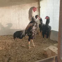 جوجه لاری اوشامو