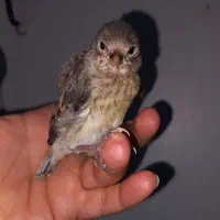 جوجه سهره قناری نر سرلاکی
