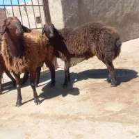 بره قوچ همو