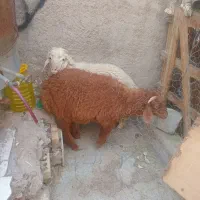 دوعدد بره نر