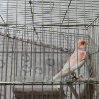قناری موزاییکی