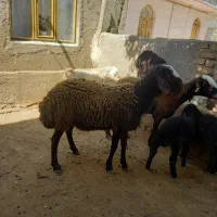 بره قوچ