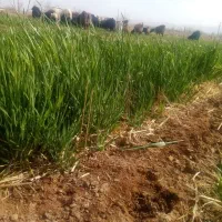 4 راس بره نر افشاری
