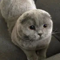 گربه اسکاتیش دبل فولد اوکراین