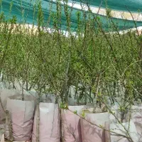 نهالستان بزرگ پالیز نهال دارای بادام دیرگل وگلدانی