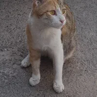گربه ی ماده