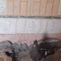 کفتر یا کبوتر