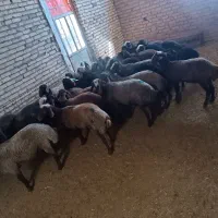 بره نر درجه یک