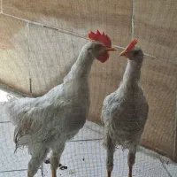 دو عدد جوجه ۳ماهه