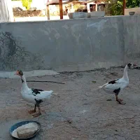 دو عدد غاز|حیوانات مزرعه|شباب, |دیوار