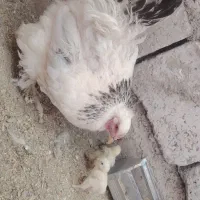 مرغ برهما فروشی